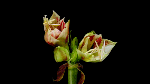 mudwerks:  (via Amazing Gifs Of Flowers Blooming | 25th Century)  ♥