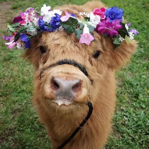A Alguien Ms Le Gustan Las Vacas, A Mi Si. Muchos Dirn Que No (mentira, Nadie Comenta Mis Publicaciones)