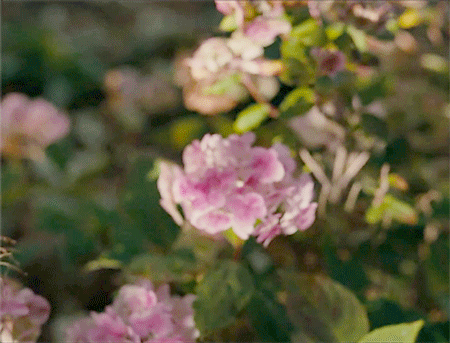 Wuthering Heights (2011) dir. Andrea Arnold