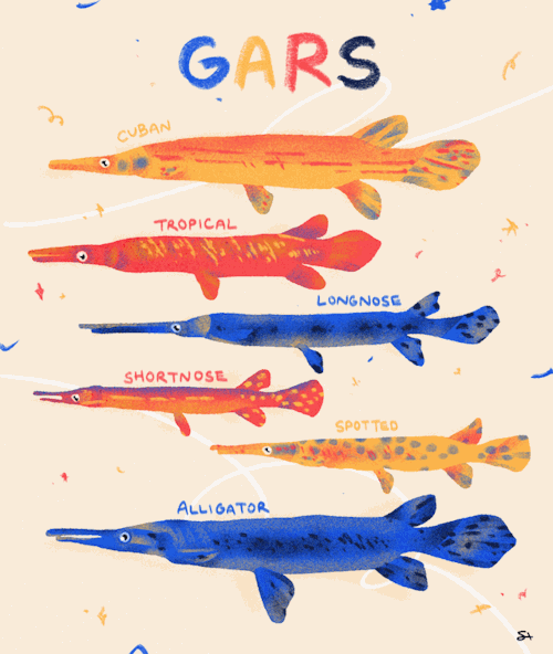 In Honor Of Gar Week! Did You Know Gars Are Prehistoric?? I Wish I Was Prehistoric…