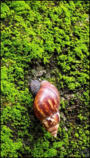 AN AFRICAN SNAIL HEADED UP THE WAITUI CUT on KATSUREN PENINSULA, OKINAWA