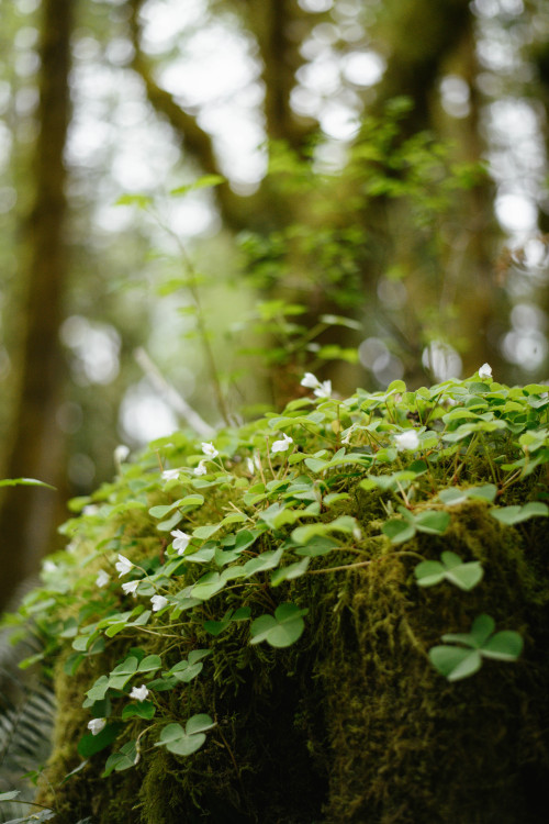 Oxalis in bloom