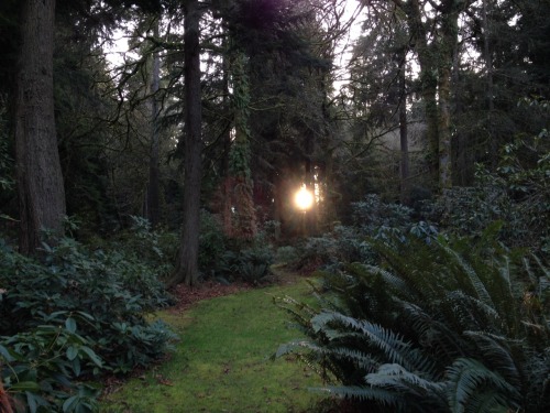 gnarlyufo:we went searching for the sun and found it tucked away between the trees