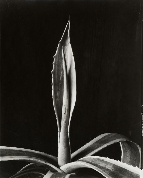 yama-bato:Imogen Cunningham(Portland, Oregon, 1883 - 1976, San Francisco, California)Agave, 1