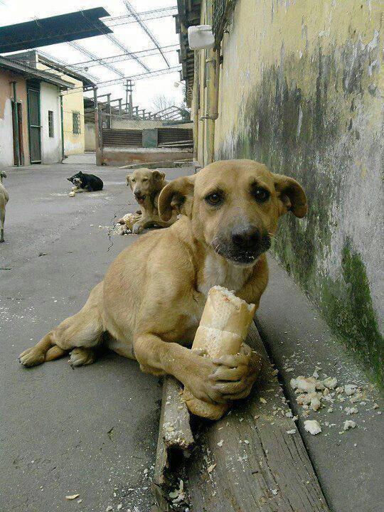 cute-overload:  Master gave Dobby a breadstick!http://cute-overload.tumblr.com source: