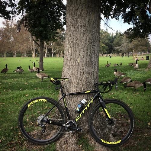 thebikecomesfirst:And suddenly geese everywhere