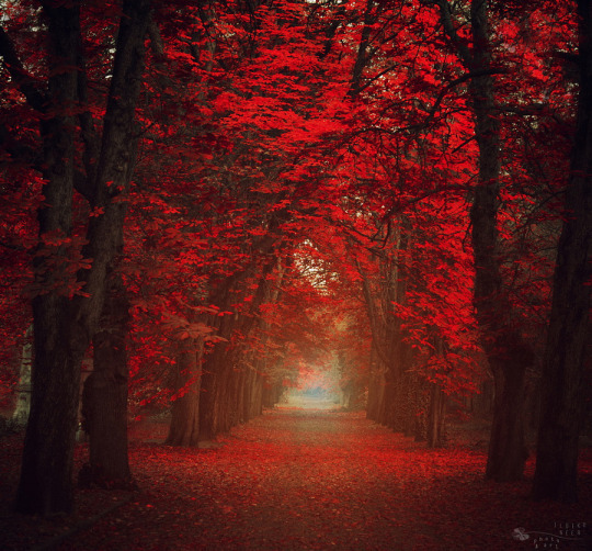 drxgonfly:  Red Forest (by  Ildiko Neer) 