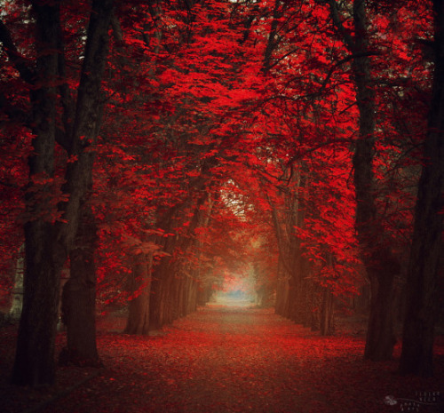 drxgonfly:  Red Forest (by  Ildiko Neer) adult photos