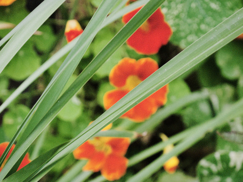 Garden AbstractLumix GH3 / D Robert Stanley All Rights Reserved&hellip;&hellip;.