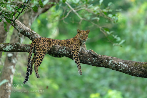 creatures-alive: Posing Leopard by Laksh Kalyanaraman