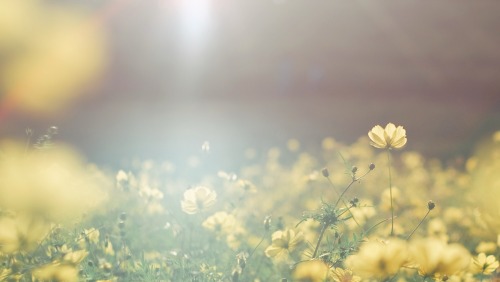 The Brilliance Of Golden Cosmos