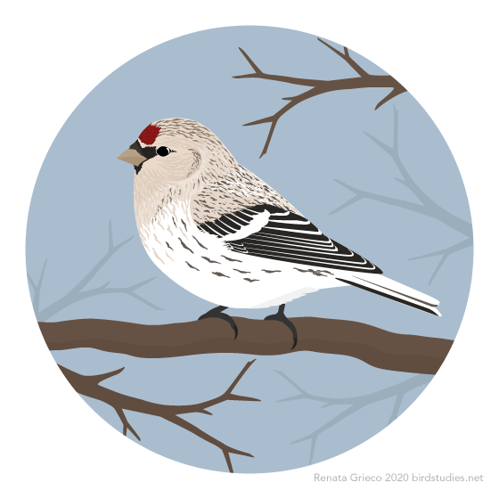 December 14, 2020 - Hoary Redpoll or Arctic Redpoll (Acanthis hornemanni or Carduelis hornemanni)
Breeding in the arctic tundra, these small finches winter in parts of Canada, Greenland, and Eurasia. In some years they travel further south and are...