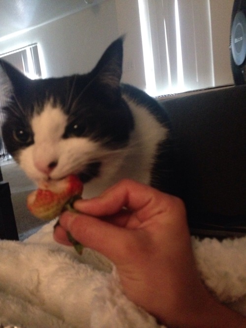 Khaleesi. The queen of the house.(submitted by @tempestfelicia)