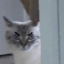 pocketcryptid