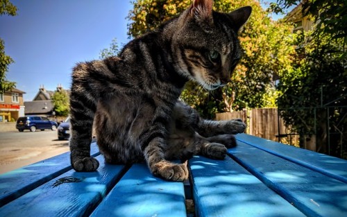 &ldquo;Hey you&rsquo;re always making such a big deal of that three legged cat. Look at me, 