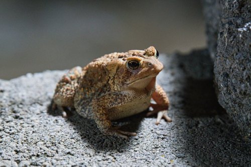 toadschooled:A very nice American toad [Anaxyrus americanus] paying a morning visit to photographer 