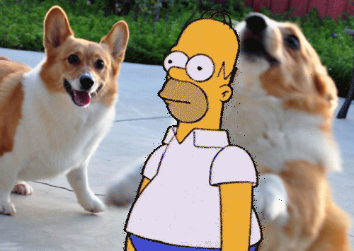 giphy:  Combining two of our favorite things. http://gph.to/1IPVXgA
