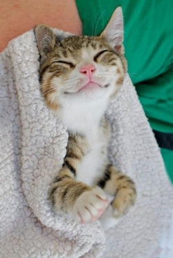 cute-overload:  Cute cat is sleeping source:
