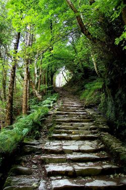 Freedomtoafulllife:  Lori-Rocks:  Steps Into The Woods, Killarney Ireland . ..By