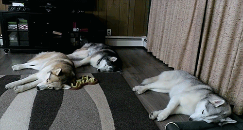 Snow Dogs Vlogs - FLY A PLANE and SHELBY HAS TO SEE THE VET