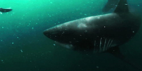 gentlesharks:Swimming with Salmon Sharks in Alaska