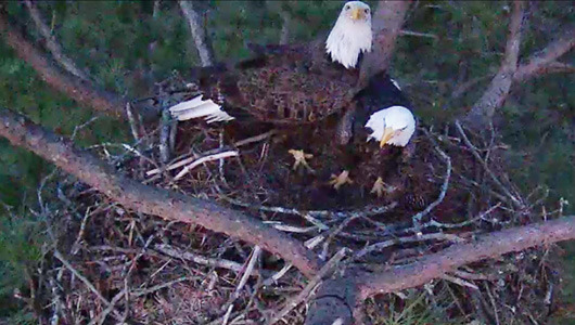 Georgia launches first streaming bald eagle cam
2 eagles have returned to their nest at Berry College, and viewers can get an intimate look at the birds and watch them live.