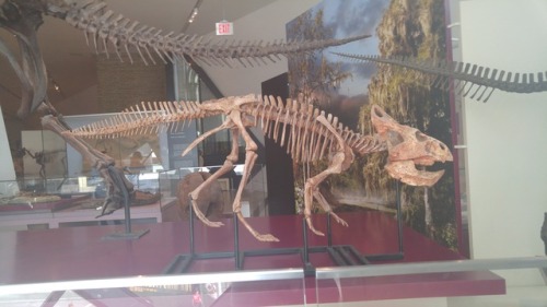 Ref Post 3! I Think That First One Might Be A Herrerasaurus. An Allosaurid Perhaps? Couple Of Angles