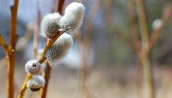 valscrapbook:  teddybears of nature by brightdawns