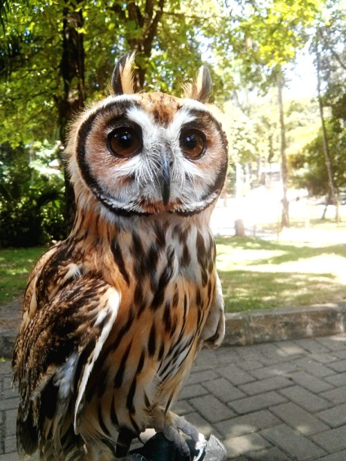  Striped owl (Pseudoscops clamator / Asio adult photos