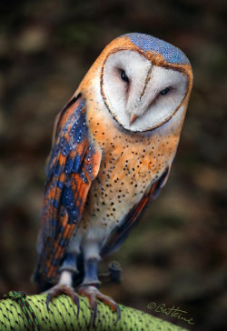 thebeetlequeen:  meemalee:  thebeetlequeen:  misterowlhoots:  Heart-Shaped Face Barn Owl by BenHeine   Oh. Well now those blue highlights in his hair make sense…   Any excuse to post this gif XD  YAAAAAS 