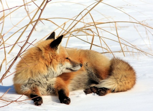 bugabooblues:wolverxne:Photographer  Jerry Hull captured these adorable images of this female Red Fox known as “Chloe” playing, stretching and sleeping in the snow.   thediobrando