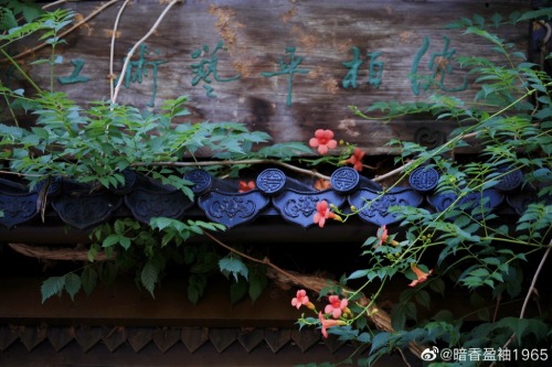 fuckyeahchinesegarden:blossoms of chinese trumpet creeper by 暗香盈袖1965