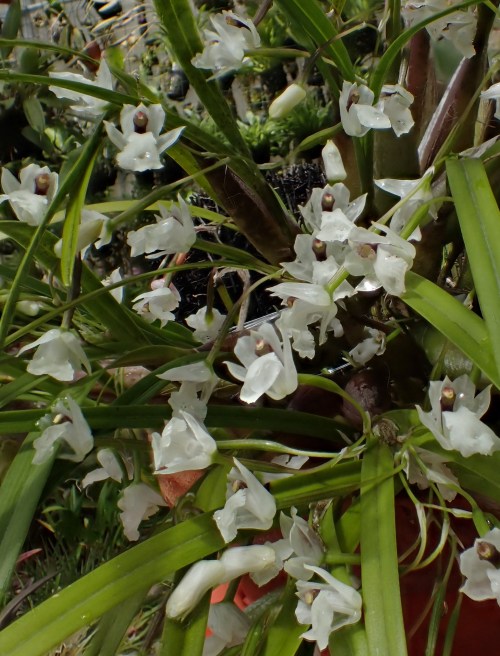 Orchid-A-Day:  Scaphyglottis Crurigerasyn.: Hexadesmia Crurigera; Hexopia Crurigeraapril