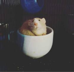 ratpotatoes:  Would you like a cup of ratto? ☕🐀  Used With Permission :)