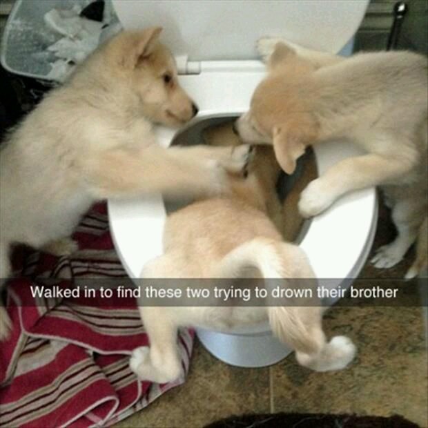 animalsnaps: animal snaps