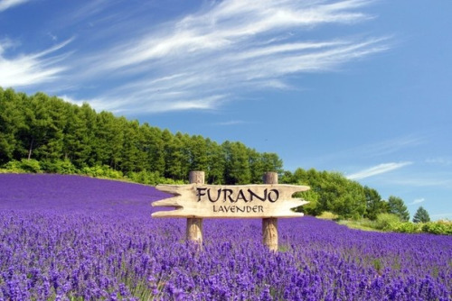 Lavender field in Furano, Hokkaido, Japan