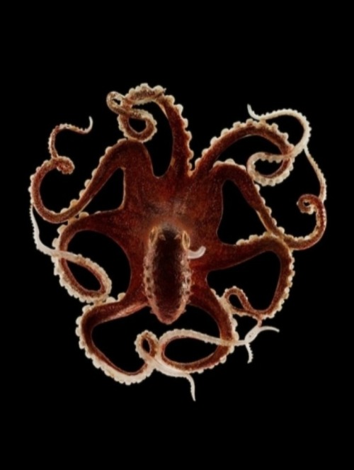 Glass Sea Creature Sculptures