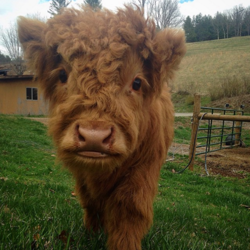 colorchangingleaves: In case you need a cheer up: here are a bunch of adorable highland cows and cal