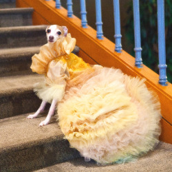 goblindogs:  iridiceae:  zodiacbaby:  i arrive at the ball in my finest gown. i descend from the stairs like an angel from heaven and strike a pose  @goblindogs  i am wearing my finest velvet coat and my second-best doublet. from across the room, i see