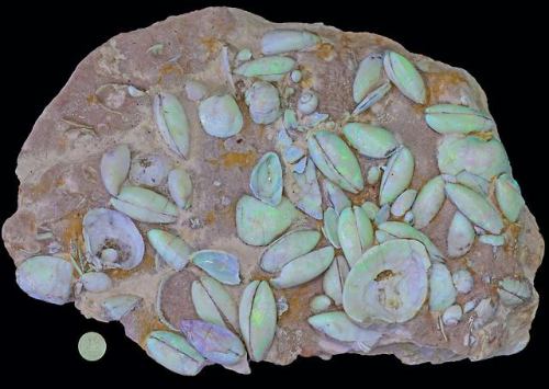 theoldbone: Seda Opals  Opal fossils showing different types of shells and gastropode from coob