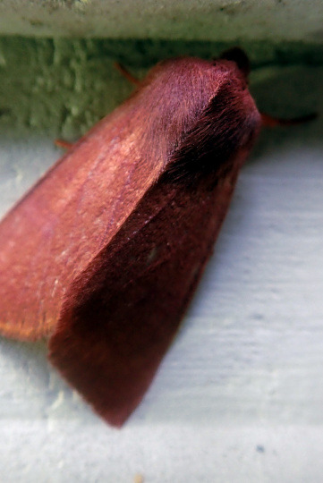 16/10/2020 Today we were delighted when this owlet moth with a glorious furry magenta cloak hung out