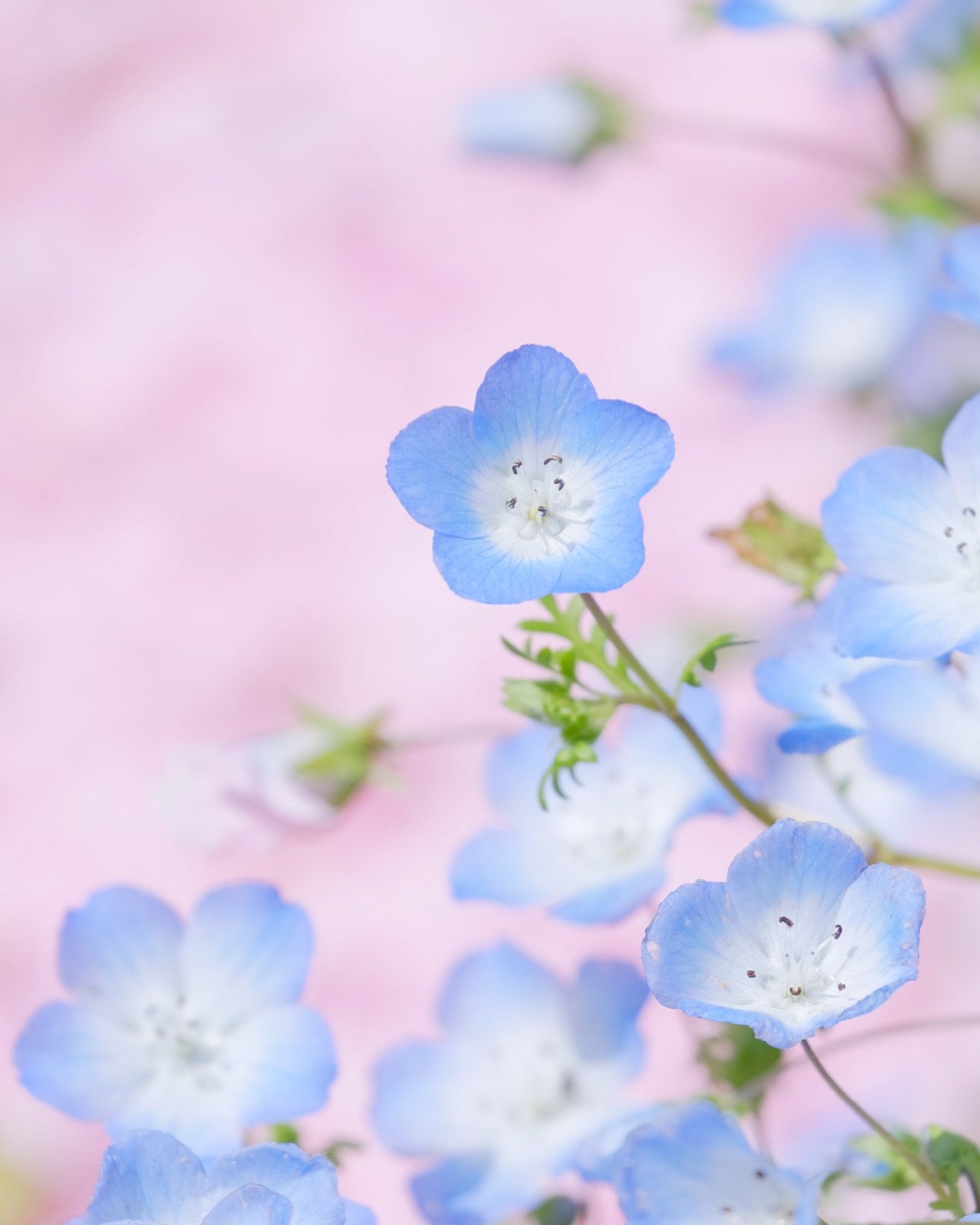 Nemophila Flower Explore Tumblr Posts And Blogs Tumgir Nemophila Flower Explore Tumblr Posts And Blogs Tumgir