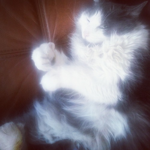 milvertons:My Boy Cat finally passed away early this morning. He was my love and my best friend for 