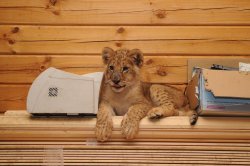 earthlynation:  Lion and a Broken Printer. Photo by foxsvir 