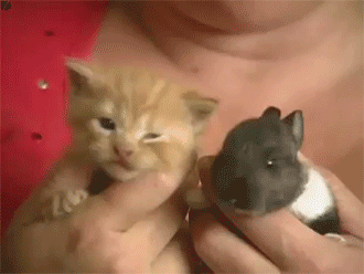 fuckyeahsexanddrugs:  disneyvillainsforjustice:  thesylverlining:  sizvideos:  Watch it in video Follow our Tumblr - Like us on Facebook  There is a cat being a mama to a baby bunny. My day just got a little bit better. ;A;  Have some adorables. - Mod