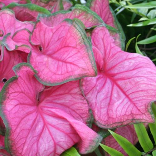 fancy-leafed caladium (caladium bicolor)