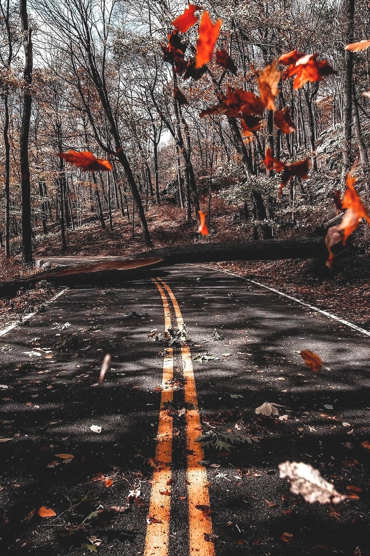 souhailbog:    Do you miss fall?   By   imthejam  