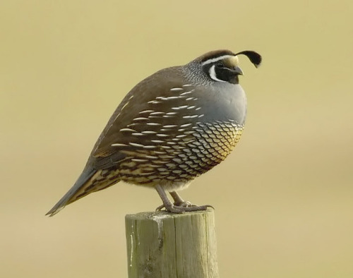 cool-critters:California quail (Callipepla californica)The California quail is a small ground-dwelli