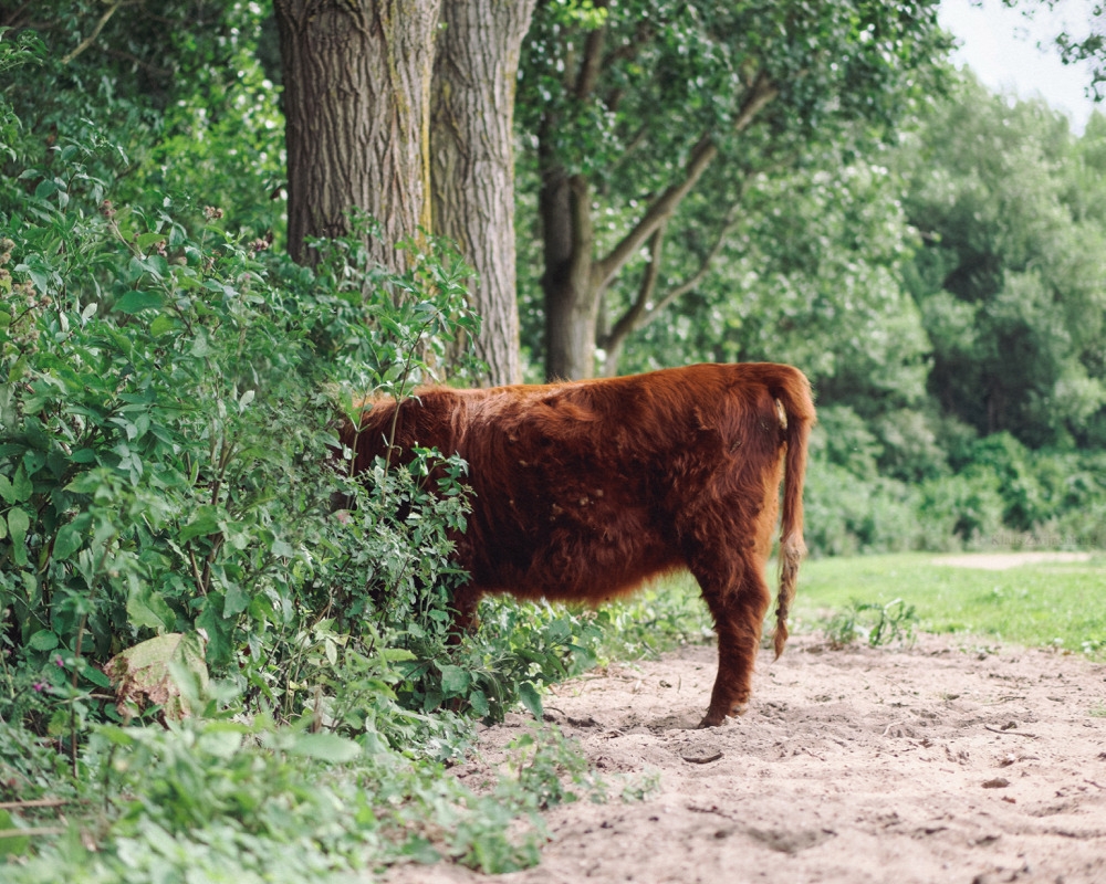 klaasfoto:  Hide and Seek, 2016  I tried to teach the herd how to play hide and seek