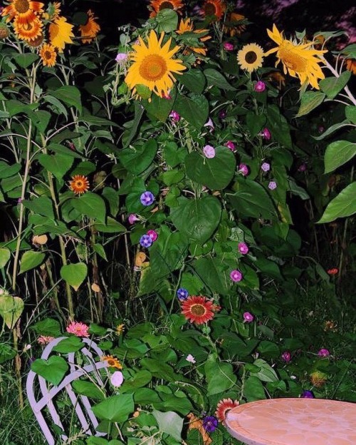 wethinkwedream:thinkin about my overgrown garden (2011)